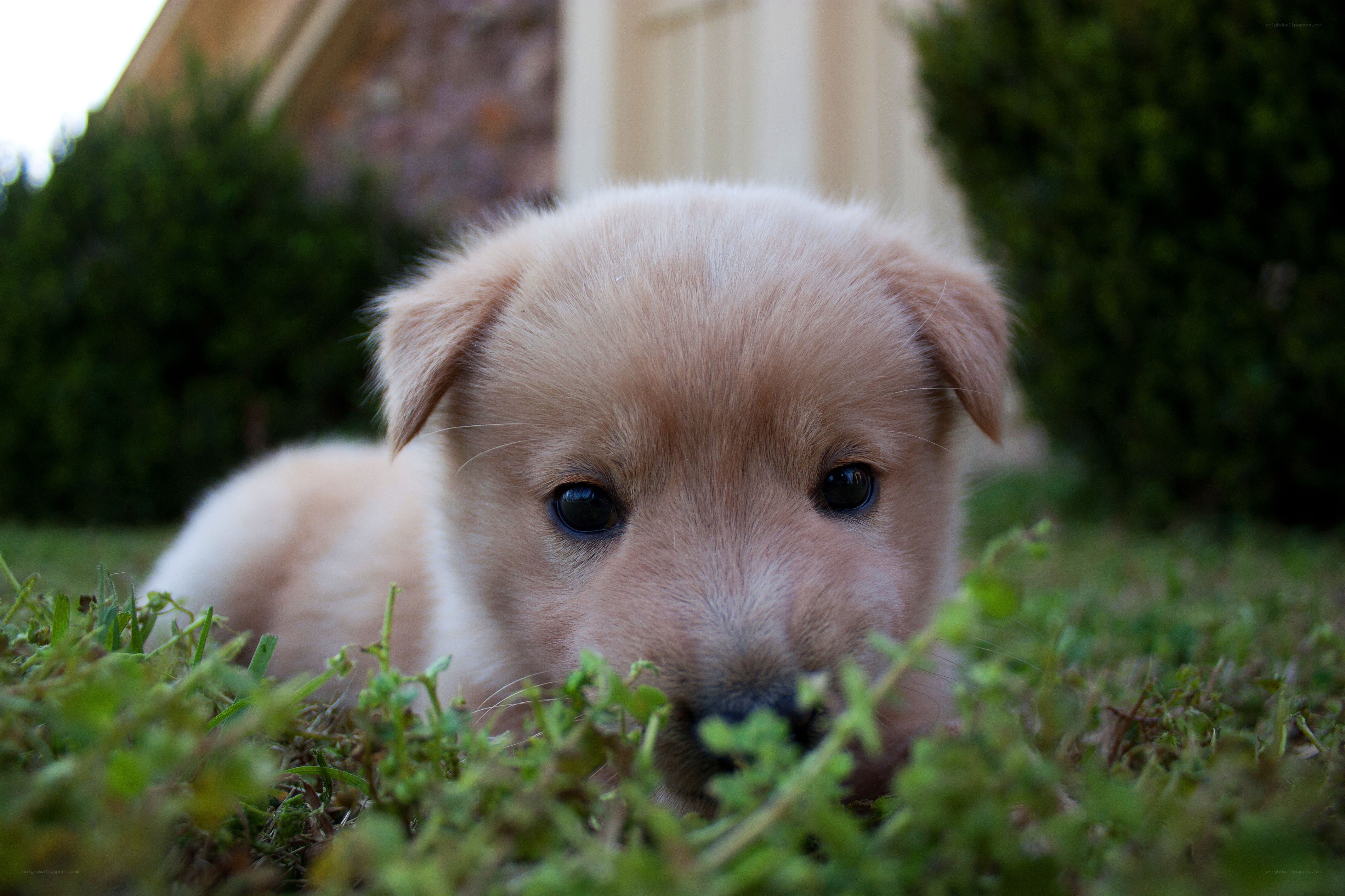 puppy in the grass