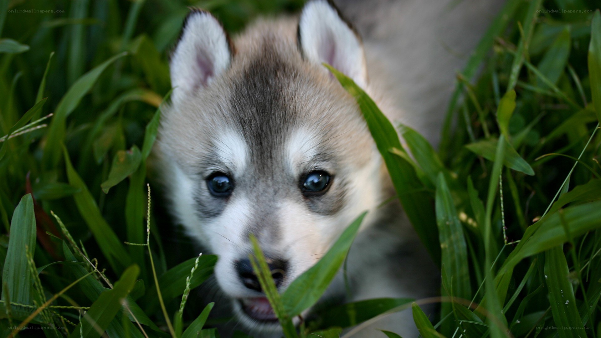 puppy in the grass