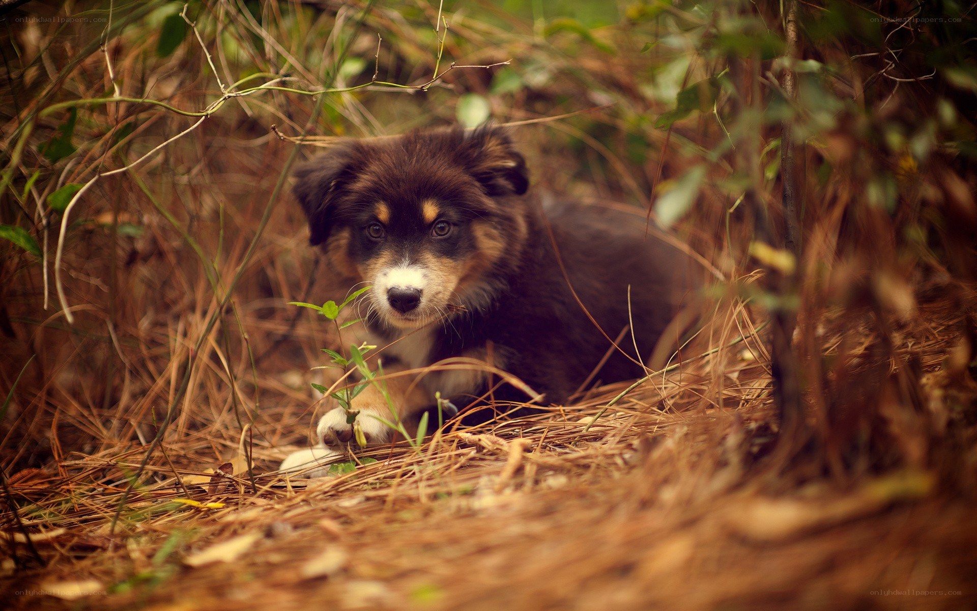 puppy in the grass
