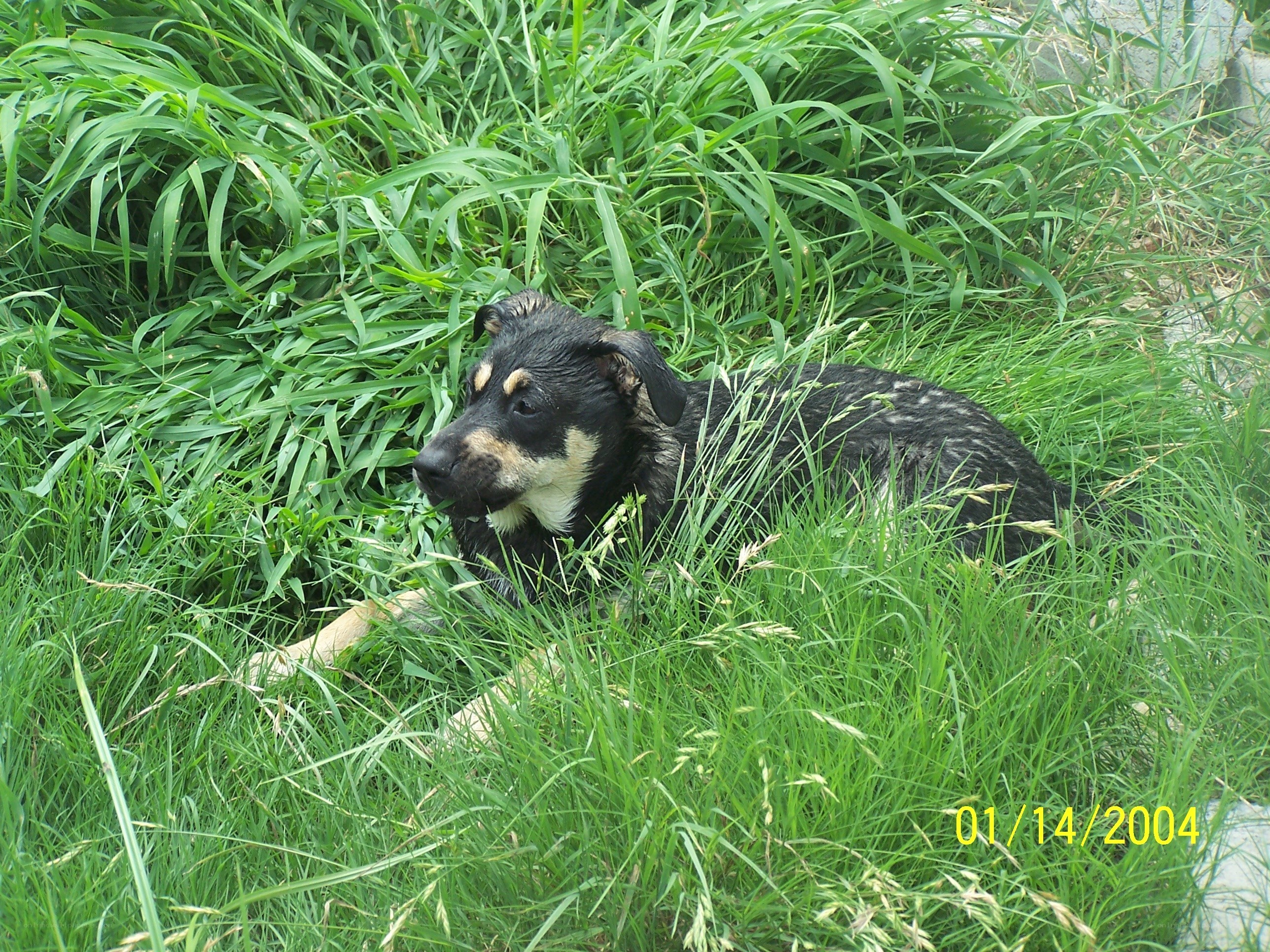 Puppy in the grass
