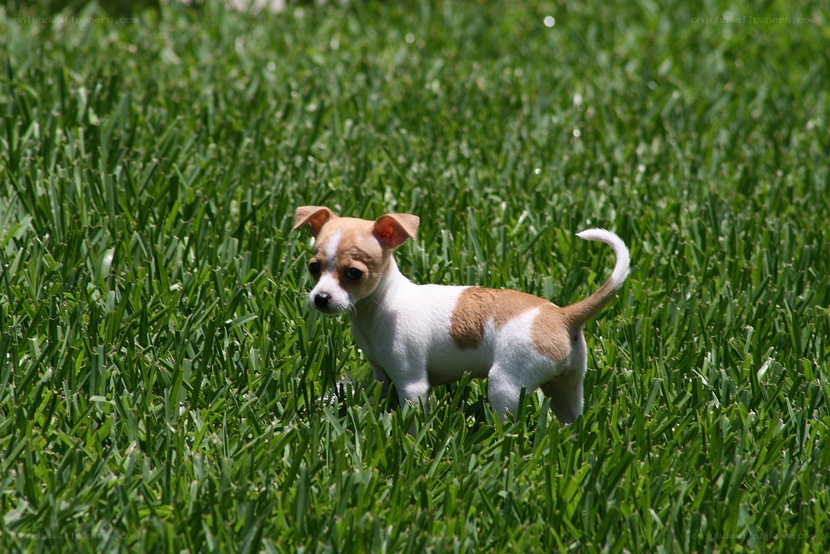 Puppy in the grass