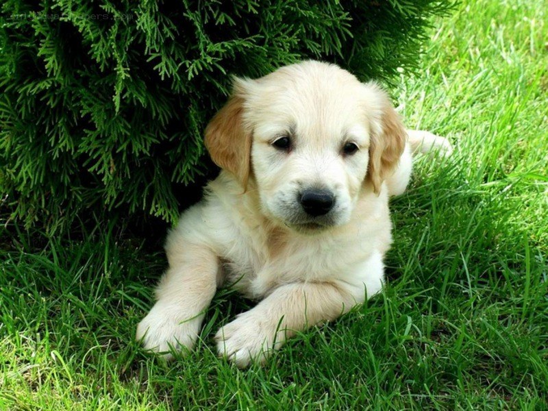 puppy in the grass
