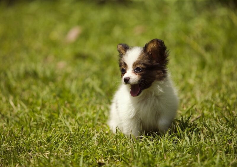 puppy in the grass