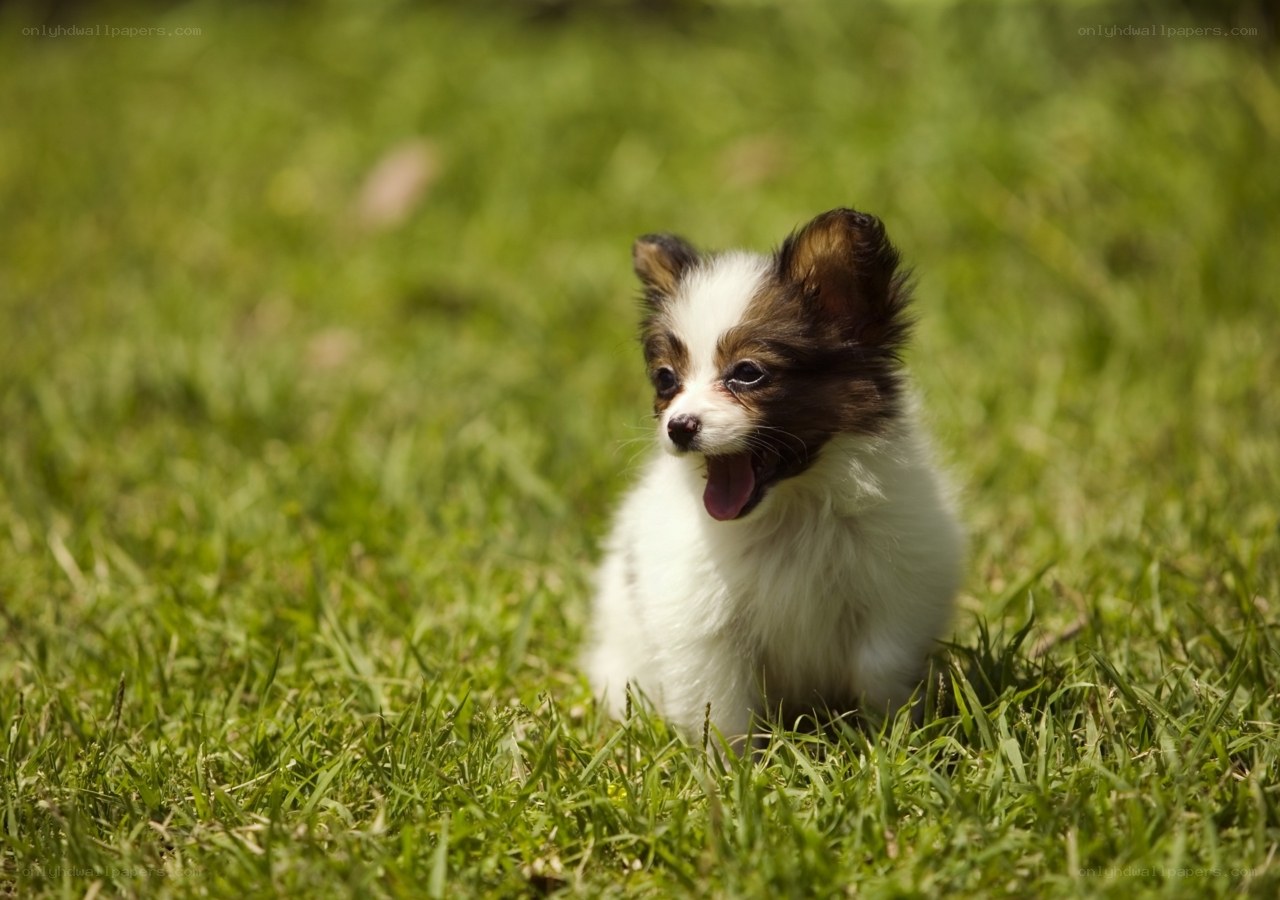 puppy in the grass