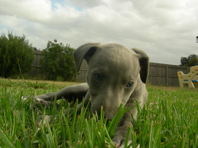 puppy in the grass