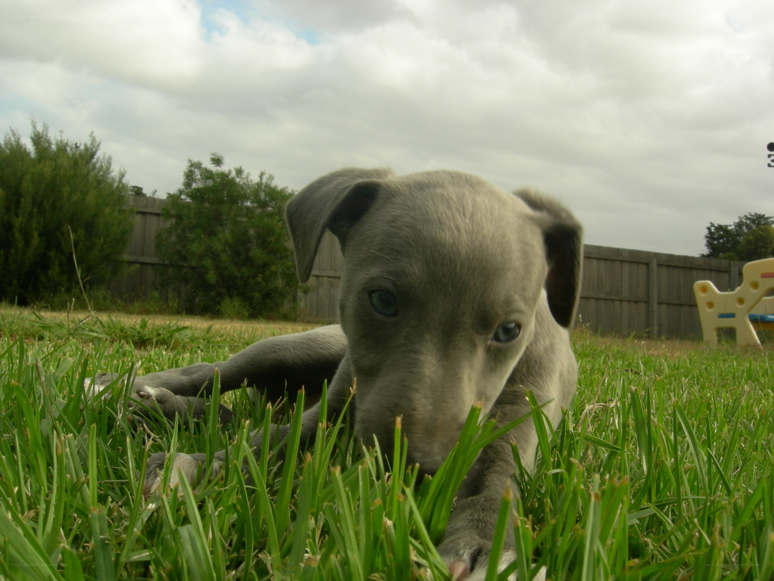 puppy in the grass