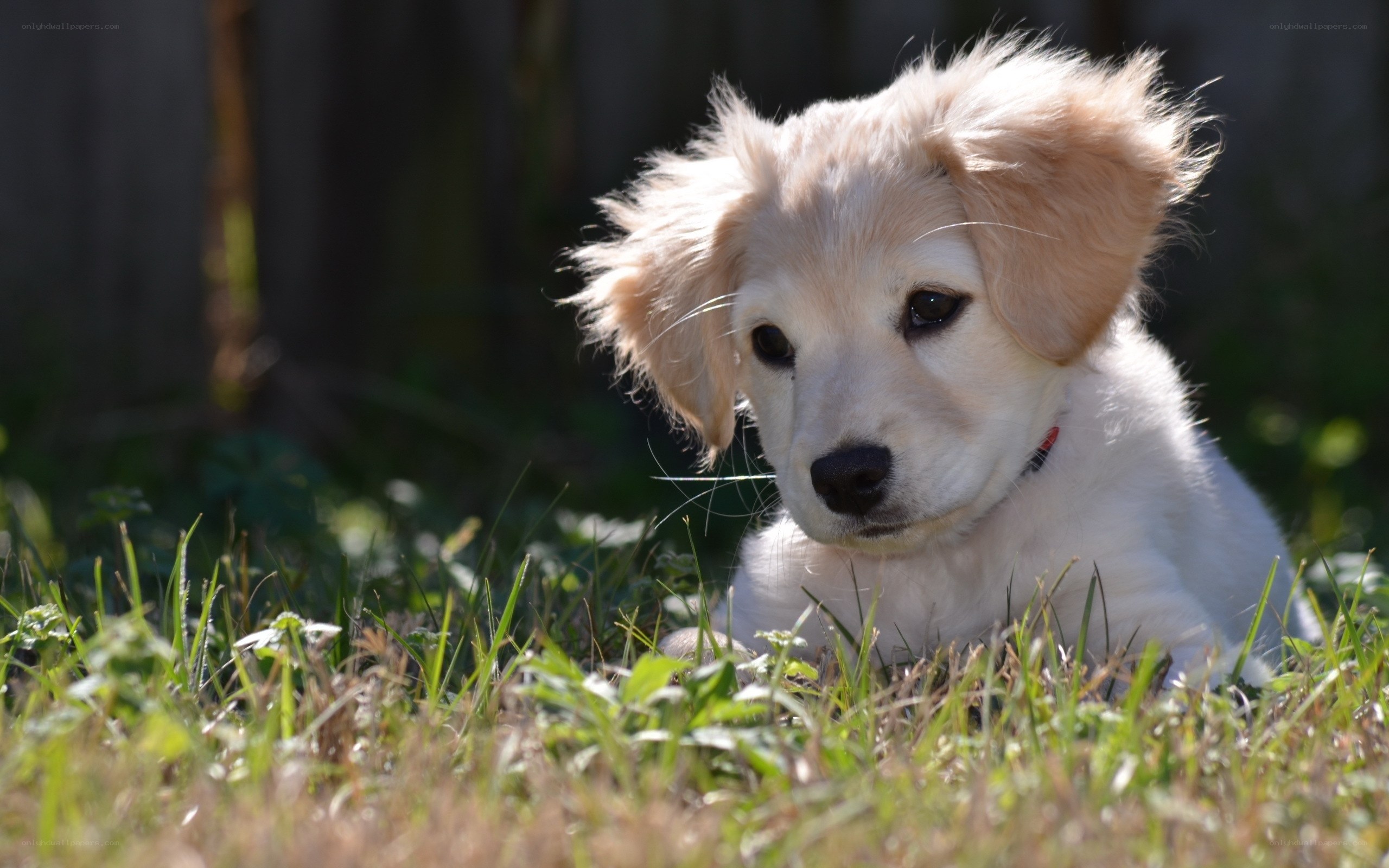 puppy in the grass