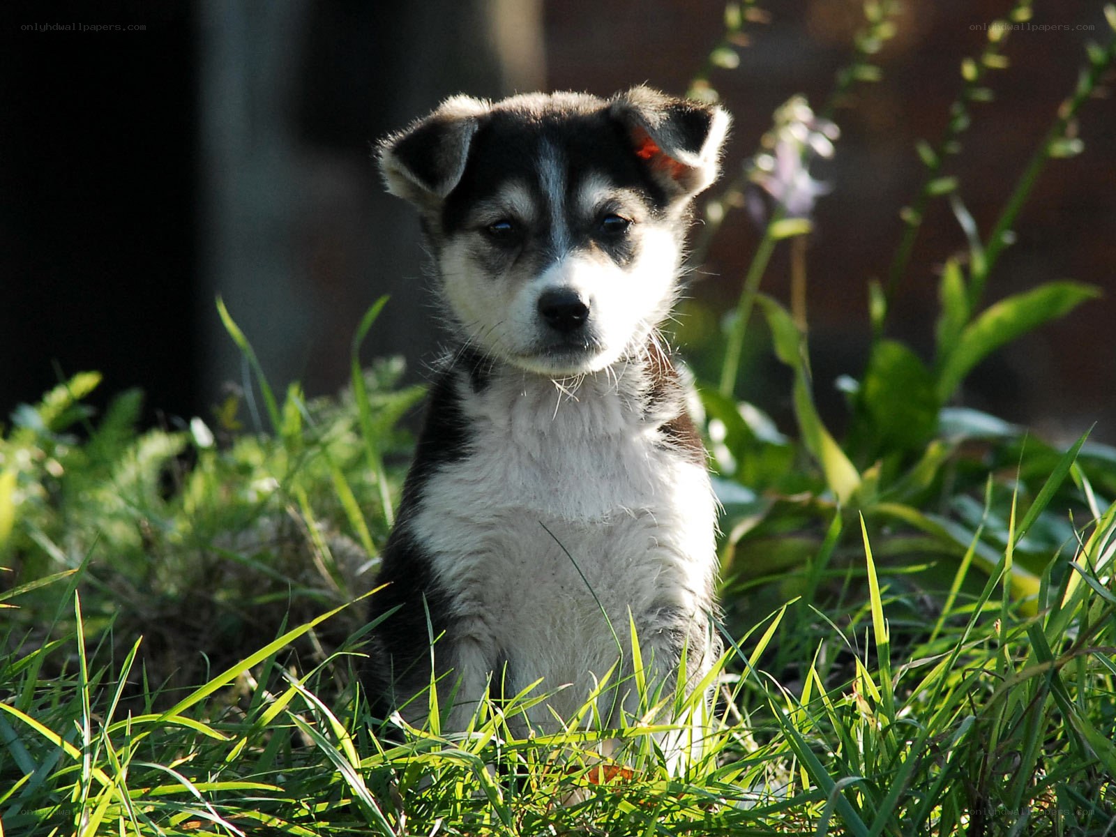 puppy in the grass