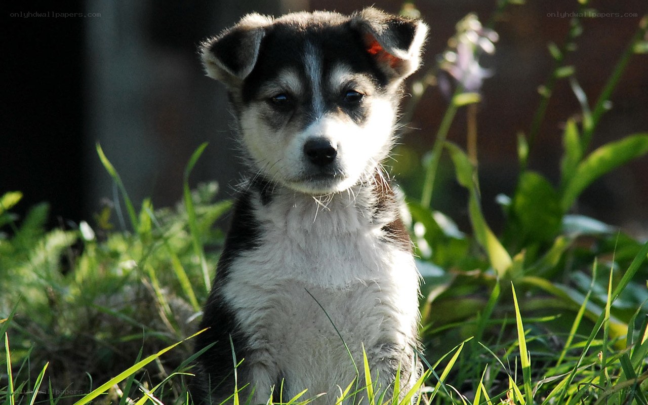 puppy in the grass