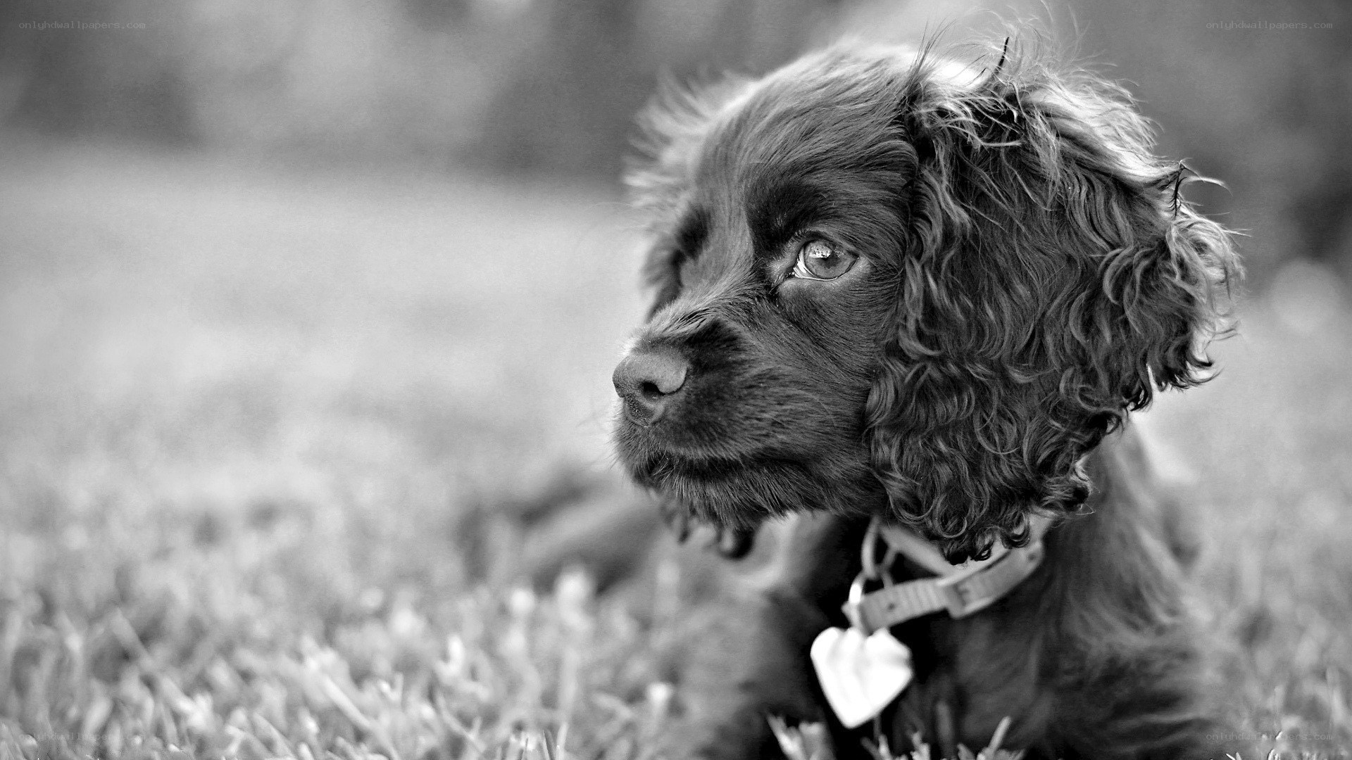 puppy in the grass