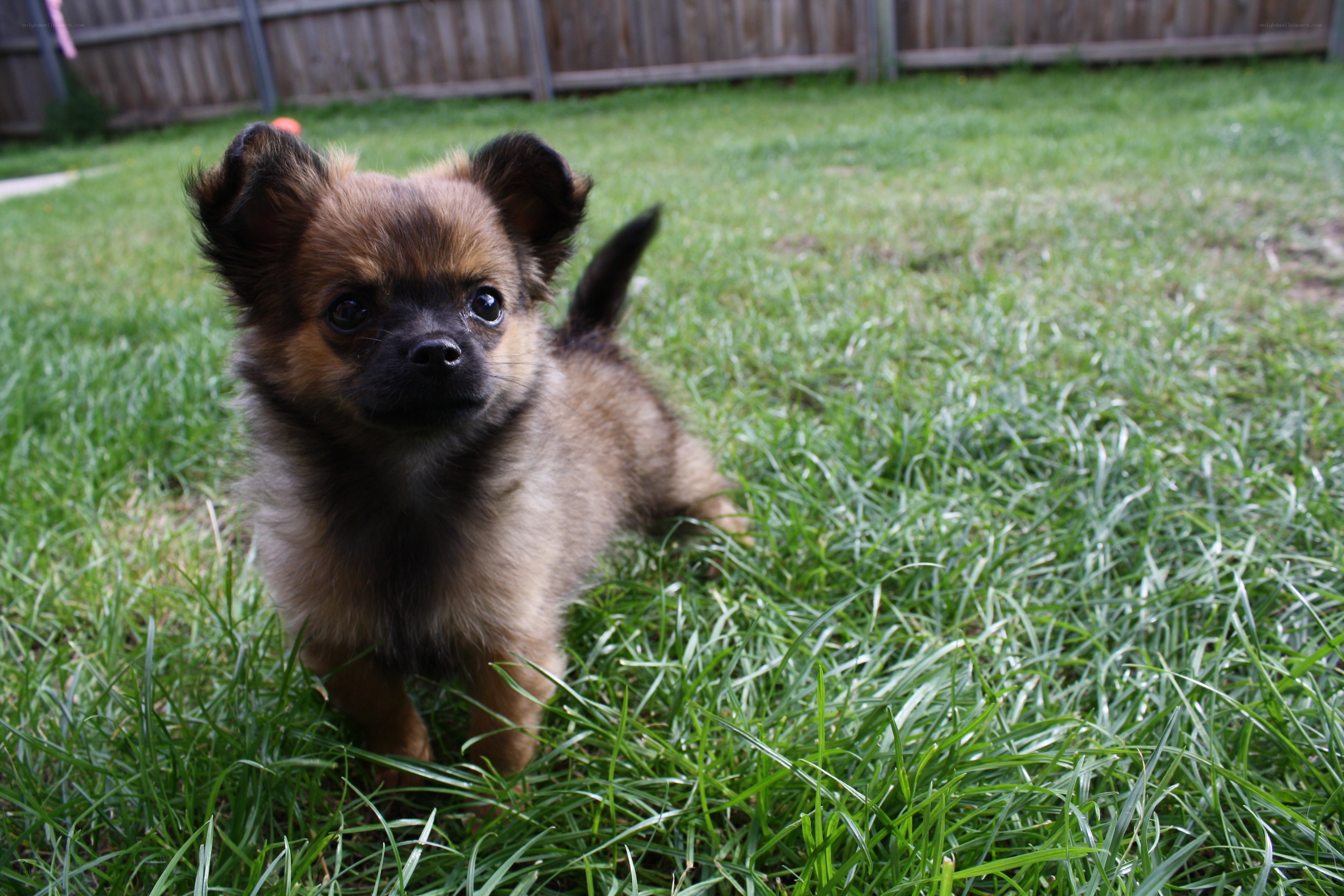 Puppy in the grass