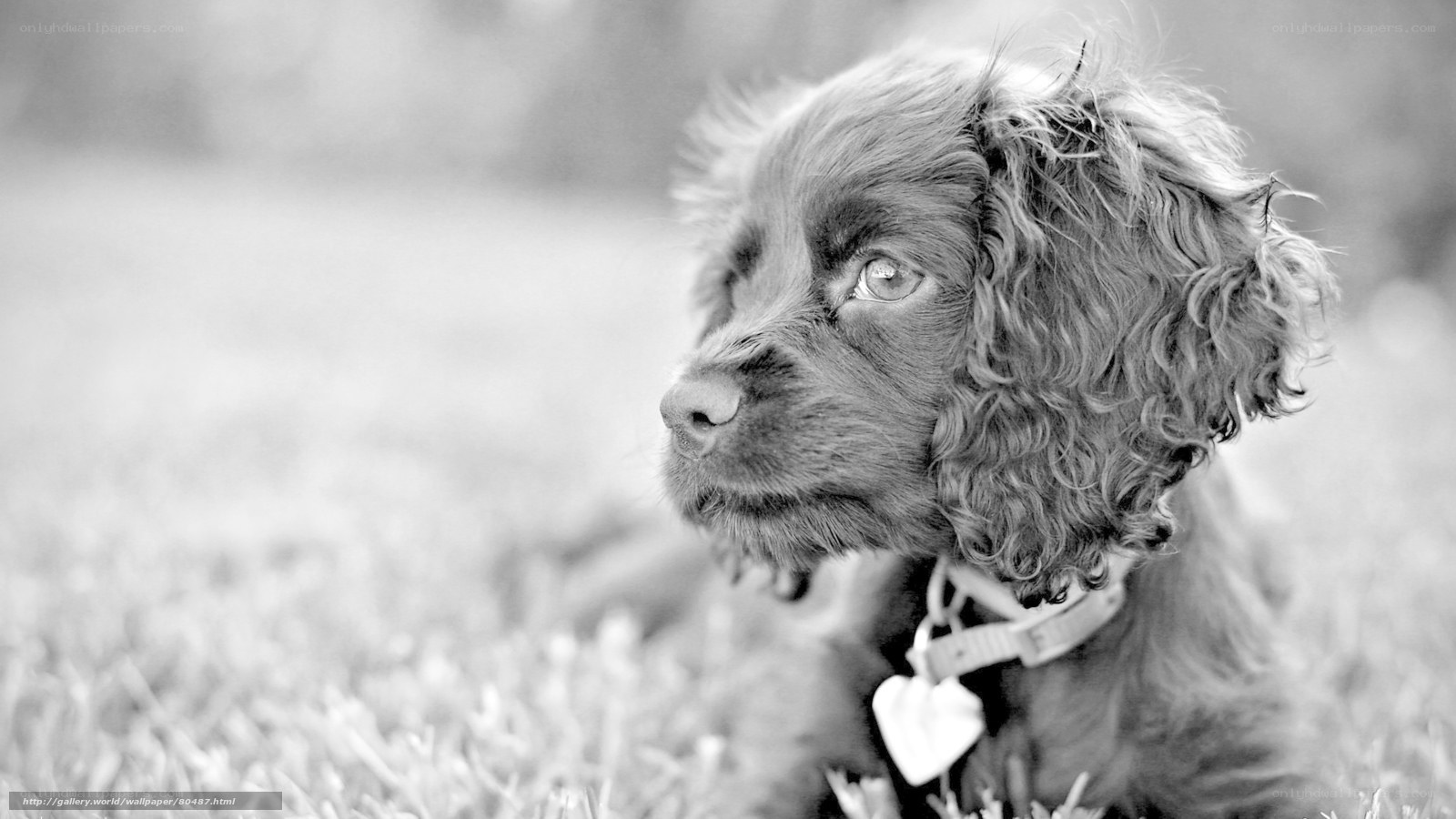 puppy in the grass