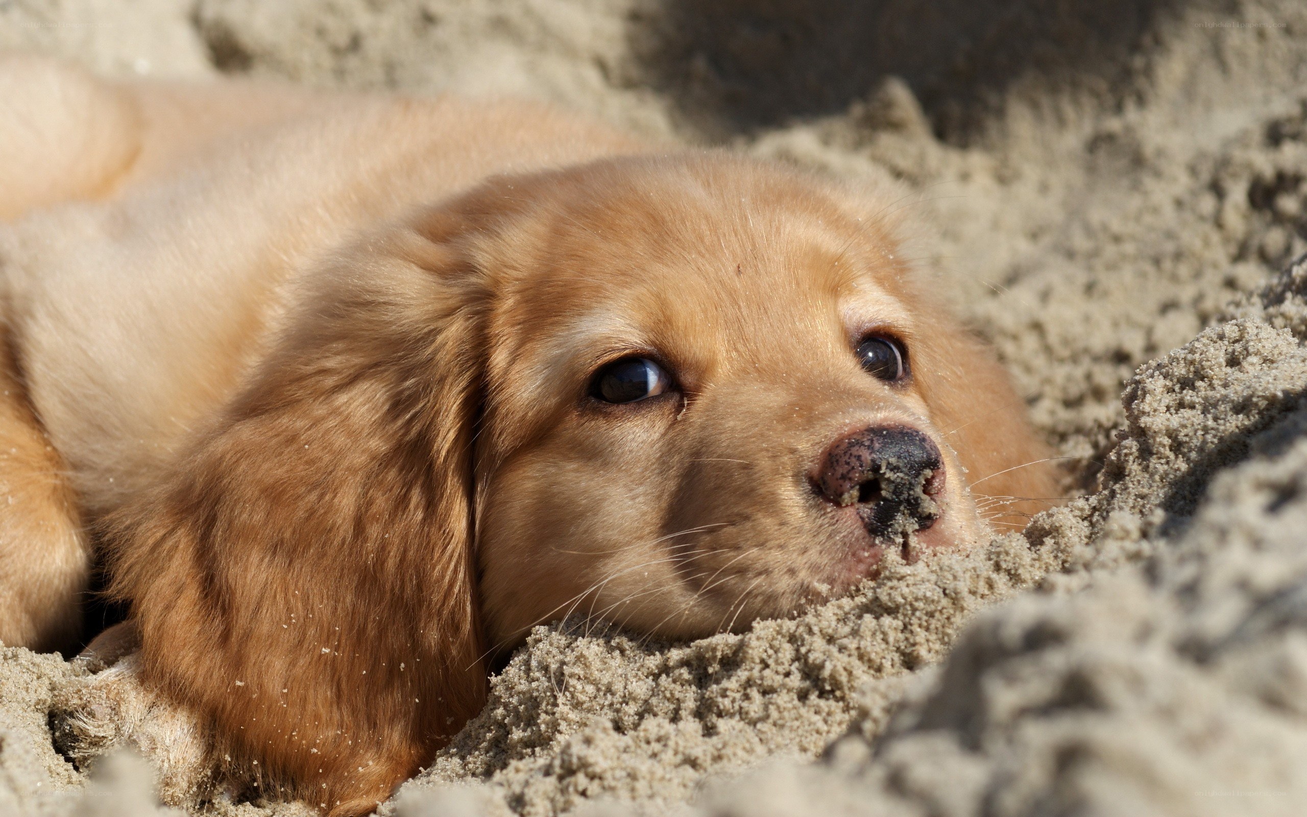 puppy in the sand