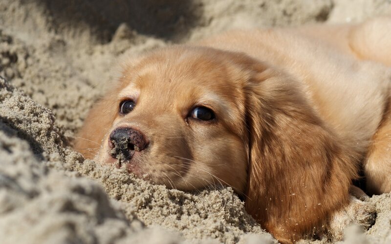 puppy in the sand
