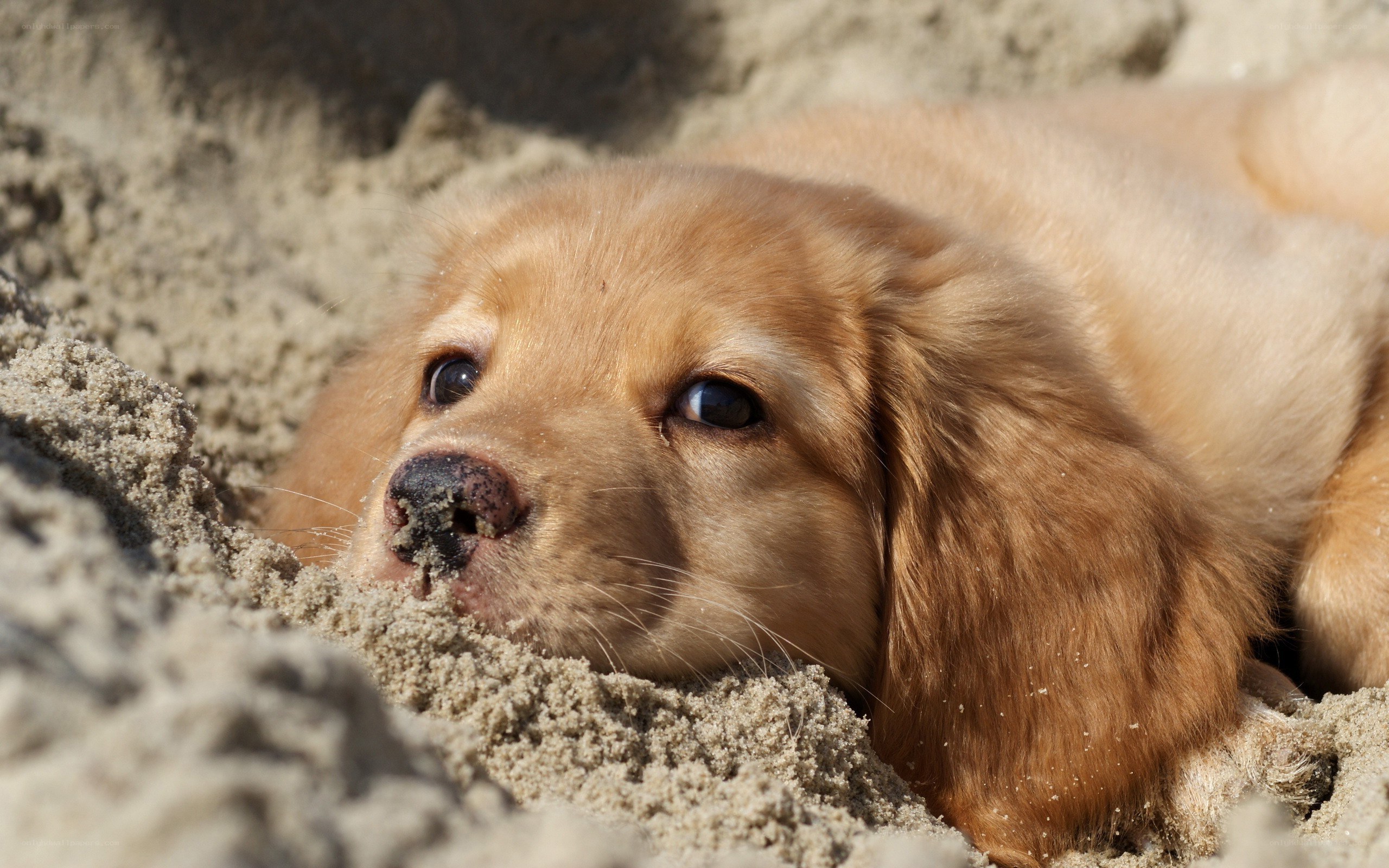 puppy in the sand