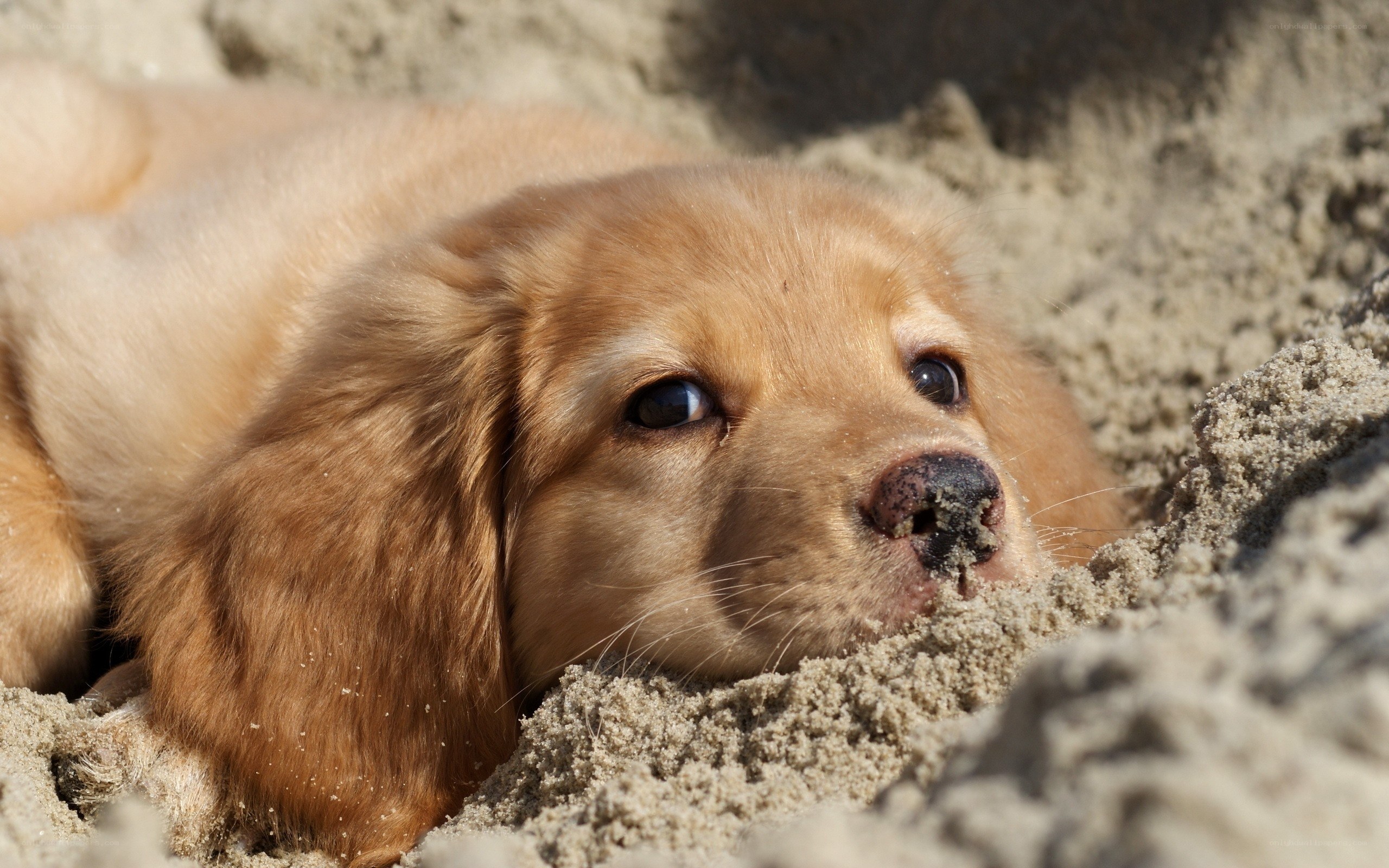 puppy in the sand