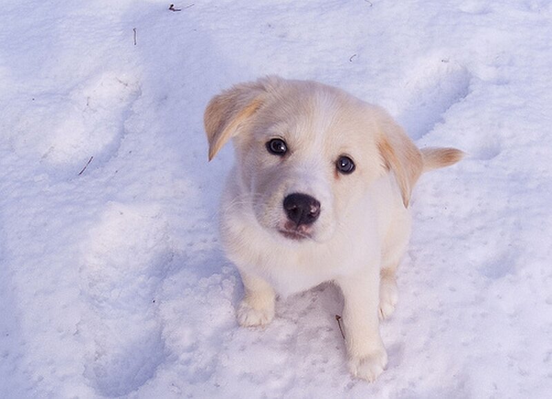 puppy in the snow
