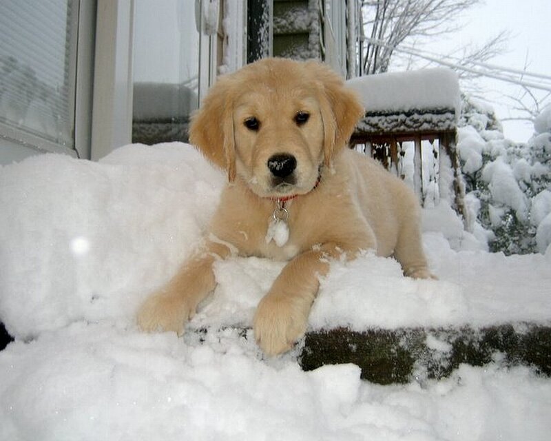 Puppy in the snow