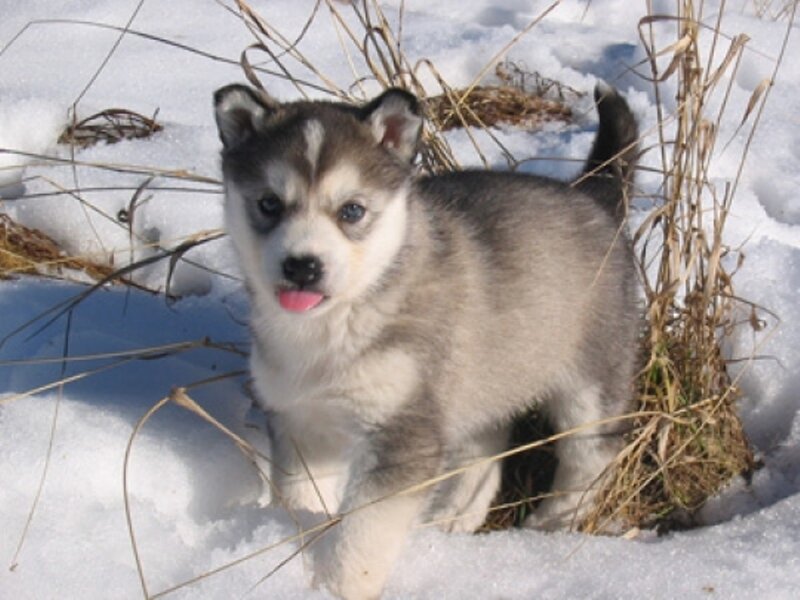puppy in the snow