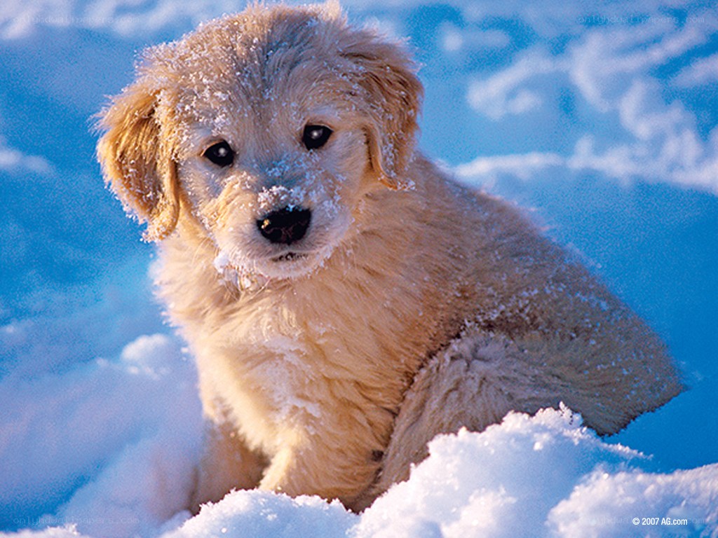 puppy in the snow