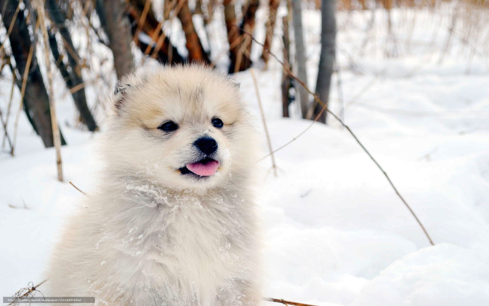 Puppy in the snow