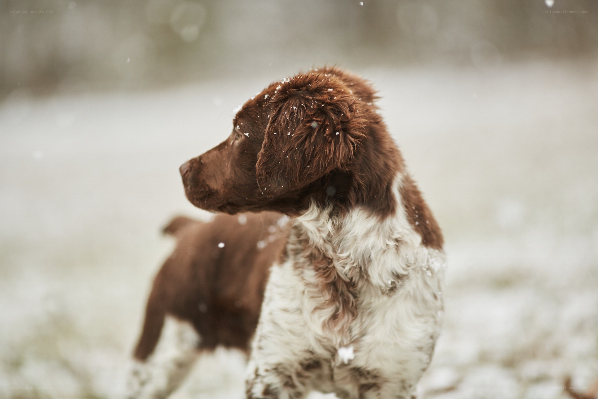 puppy in the snow