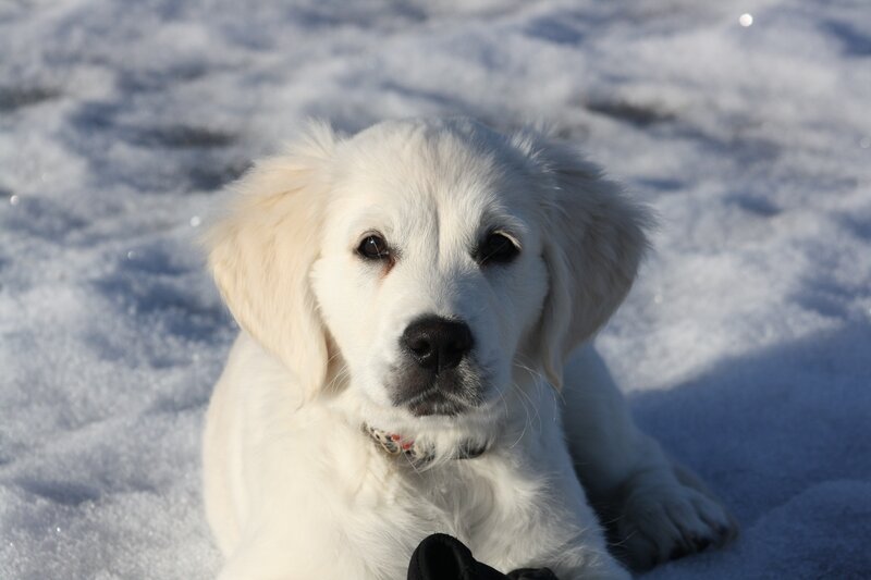 puppy in the snow