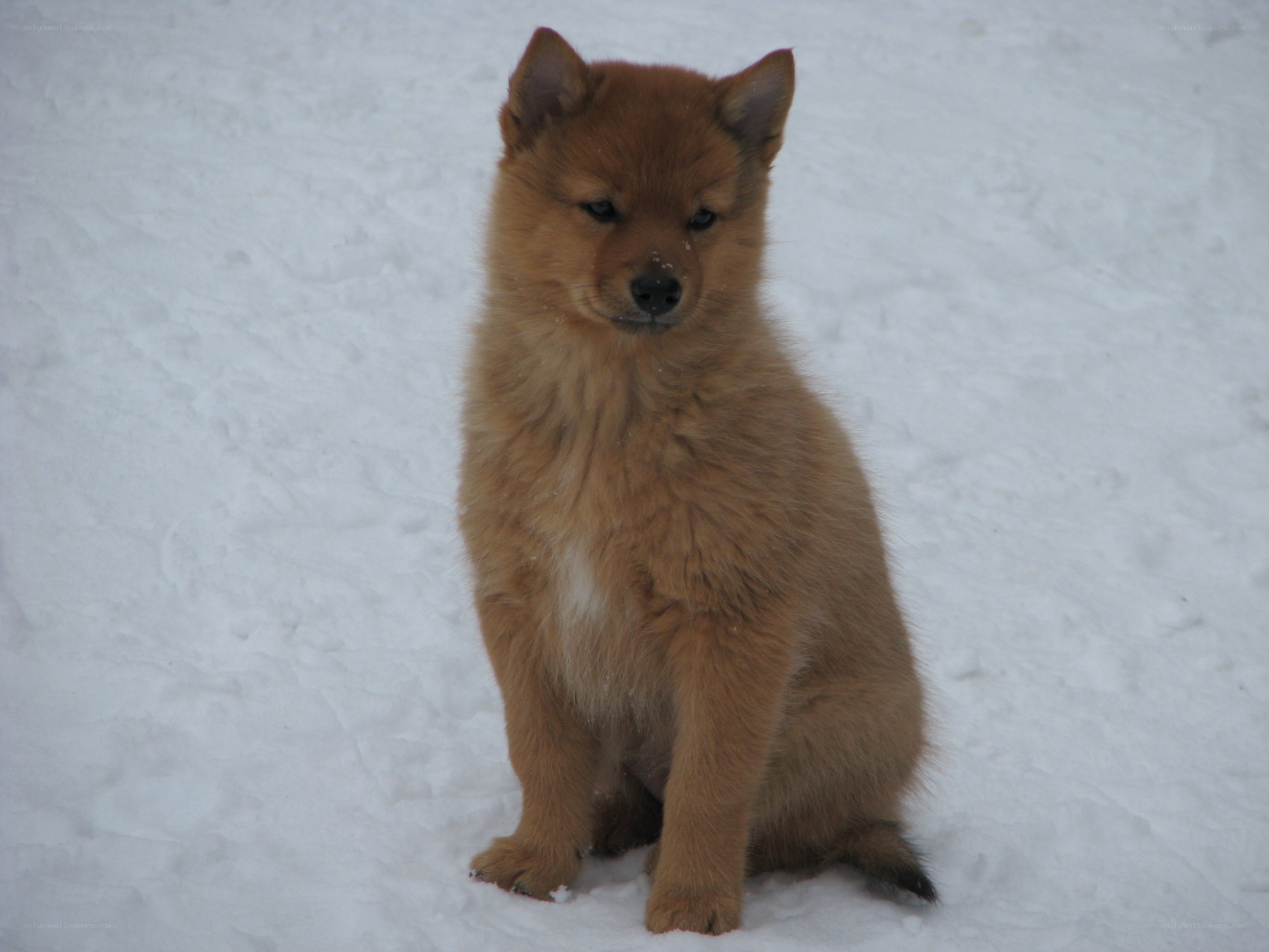 puppy in the snow