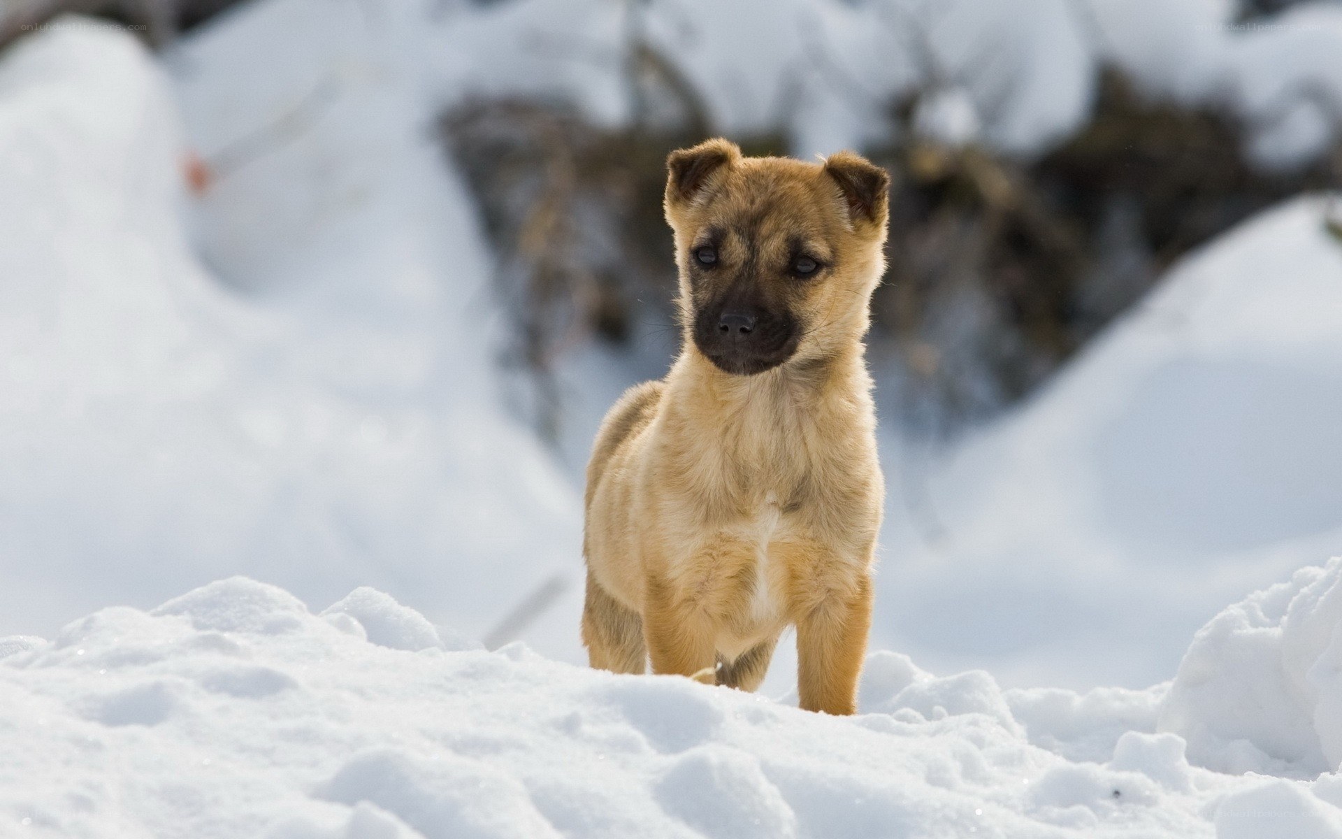 Puppy in the snow