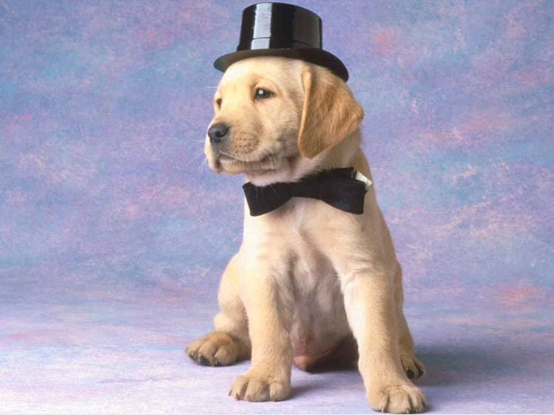 puppy in top hat and bow tie