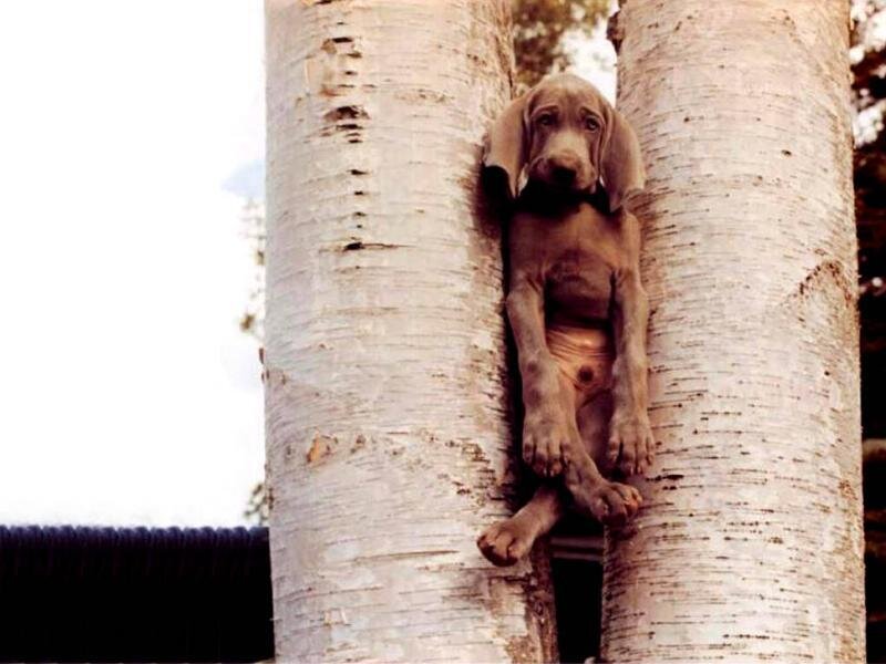 puppy in tree trunk