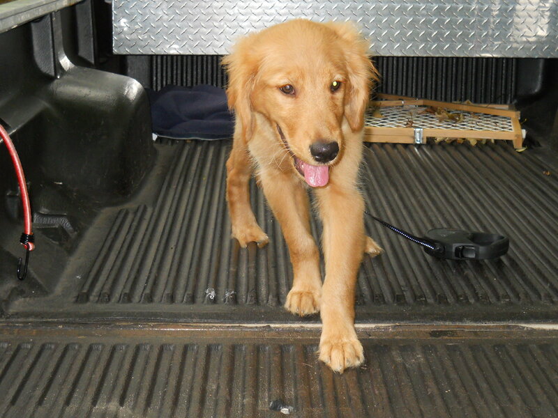 puppy in truck bed
