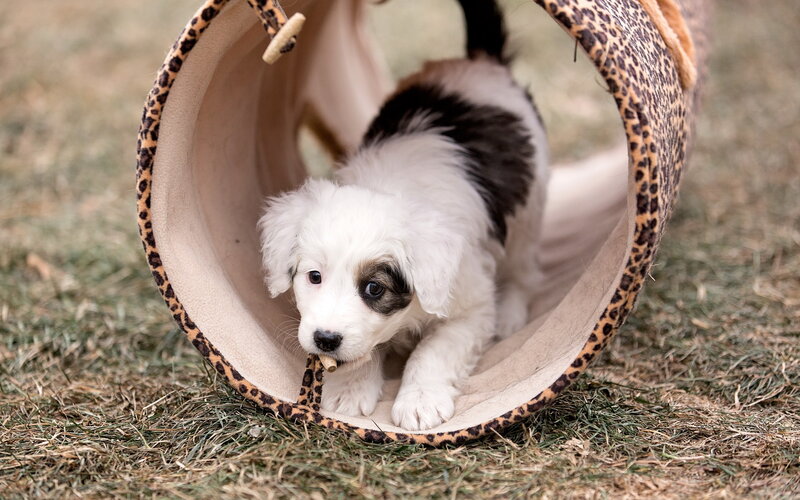 Puppy in Tunnel