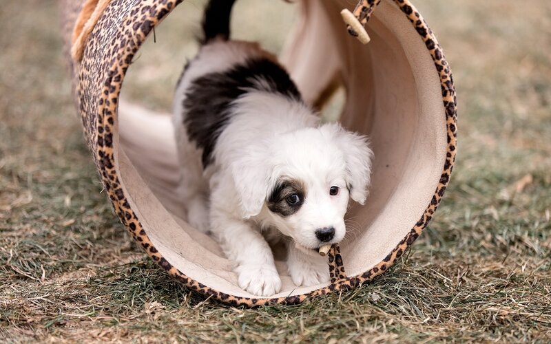 Puppy in Tunnel — White