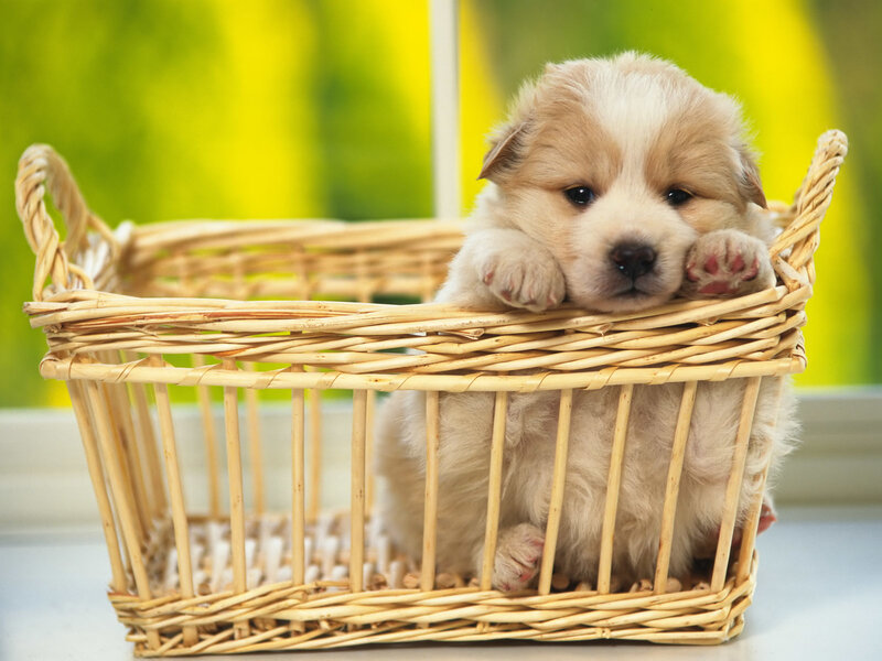 Puppy in Wicker Basket — Beige