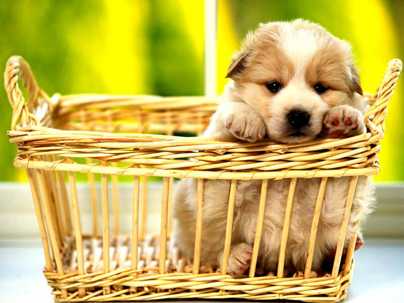 Puppy in Wicker Basket