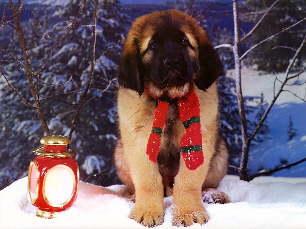 puppy in winter scarf