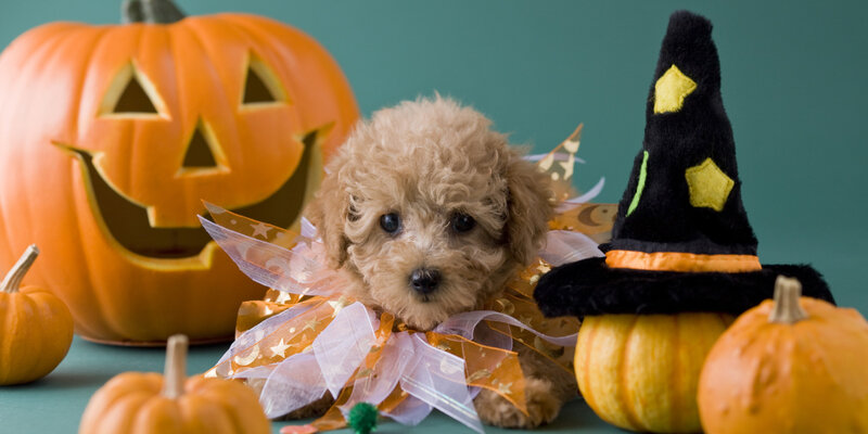 Puppy in Witch Costume — Orange