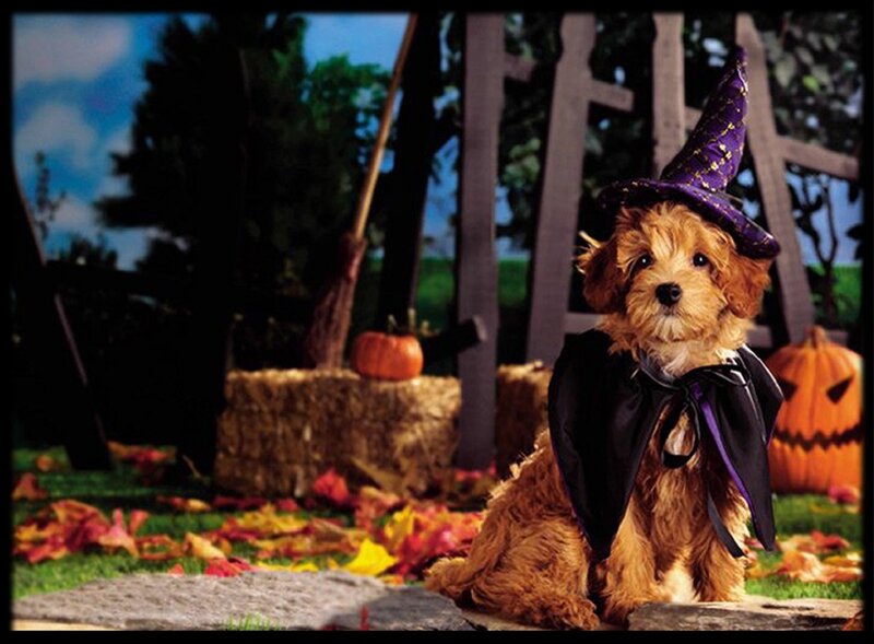 Puppy in Witch Costume