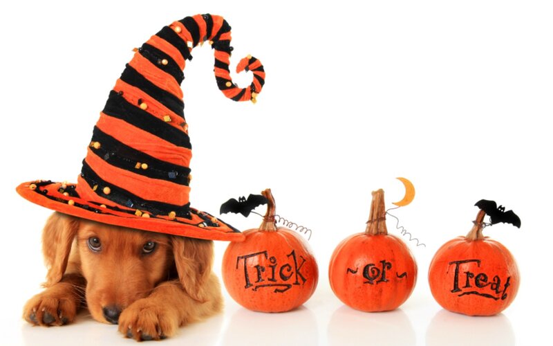 Puppy in Witch Hat — Orange