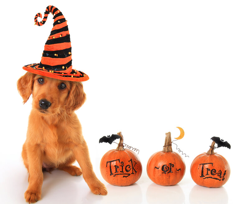 Puppy in Witch Hat