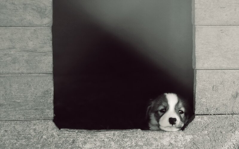 Puppy in Wooden Box — Black