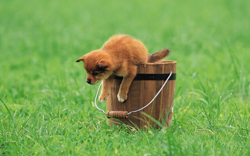 Puppy in Wooden Bucket — Green