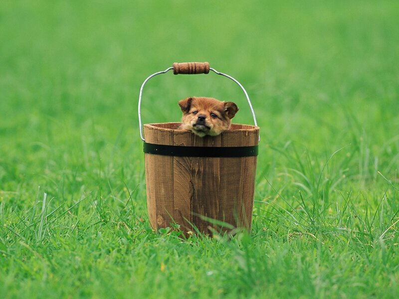 Puppy in Wooden Bucket