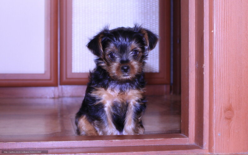 puppy in wooden doorway