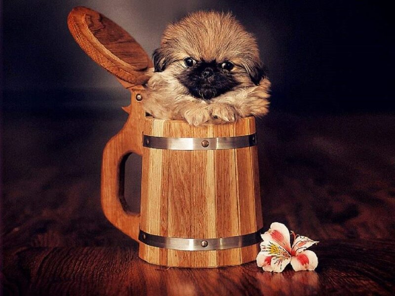 Puppy in Wooden Mug — Brown