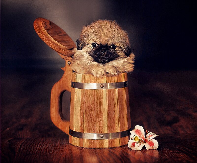 Puppy in Wooden Mug
