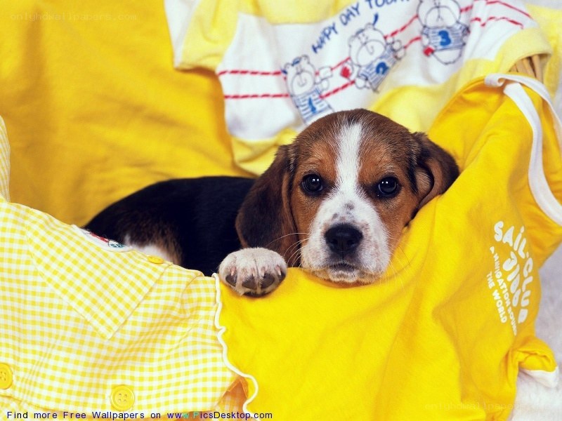 puppy in yellow clothes