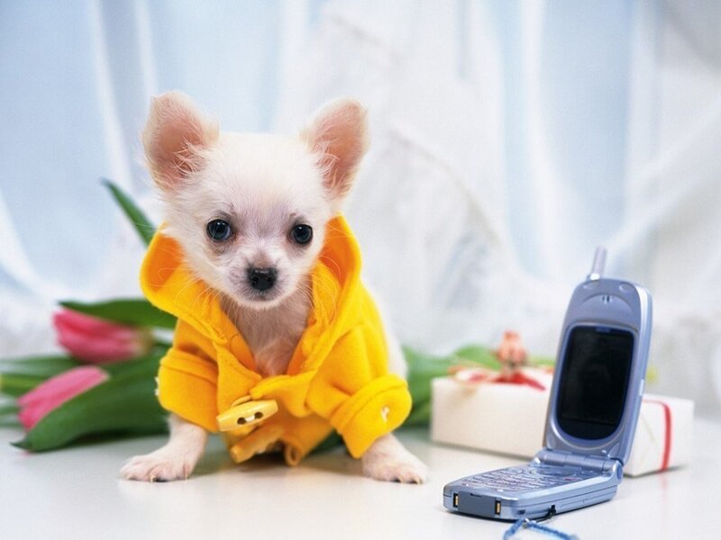 puppy in yellow hoodie