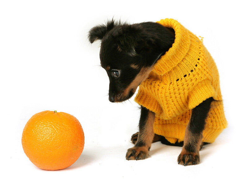 Puppy in Yellow Sweater